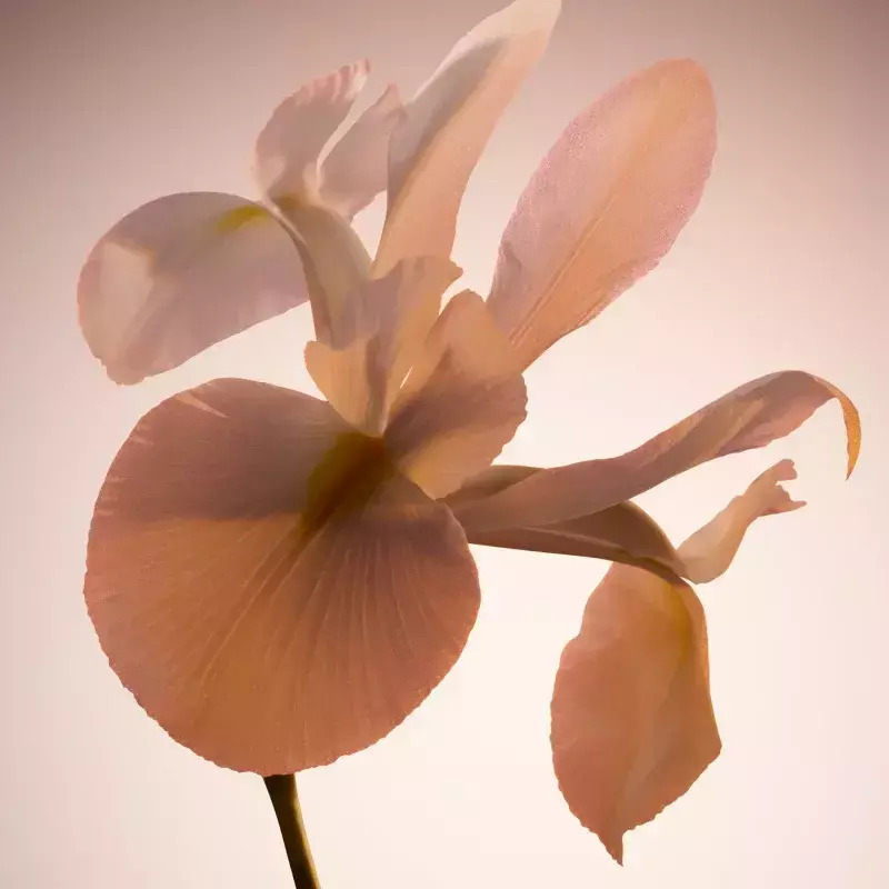 Boss The Scent Pure Parfum 100ml