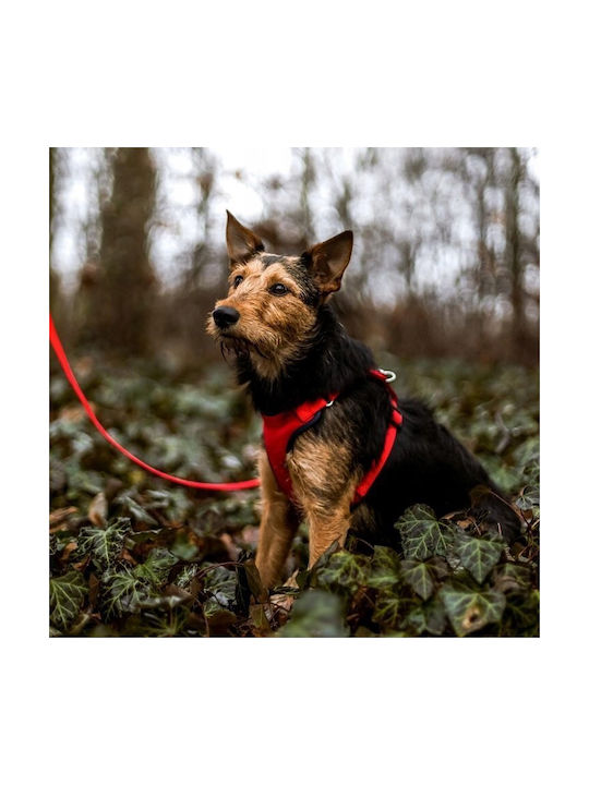 Dingo Anti-pressure - Dog Harness - 49-69 Cm