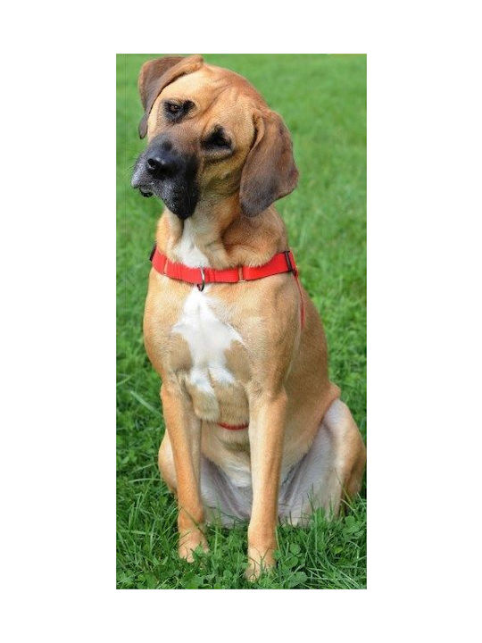 Dingo Easy Walk - Dog Harness - 70-105 Cm
