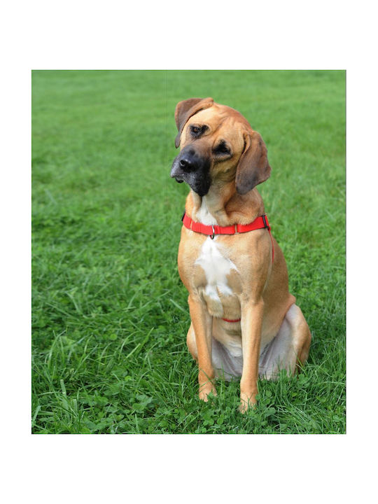 Dingo Easy Walk - Dog Harness - 61-90 Cm