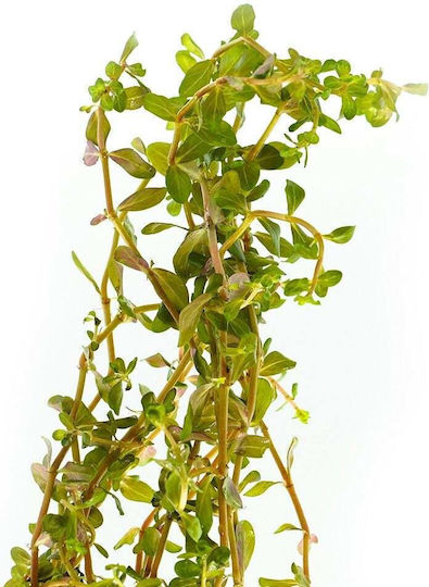 Rotala Rotundifolia Blood Red