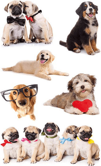 bsb Dog Stickers