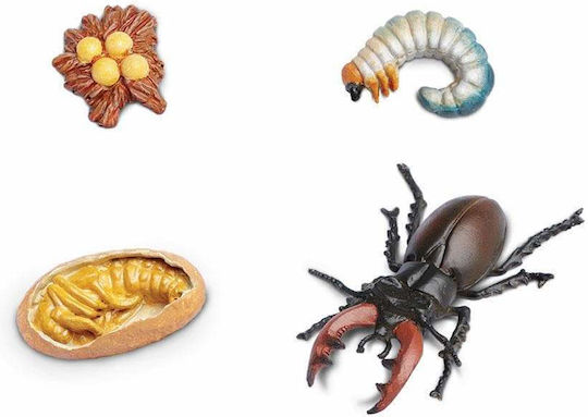 Safari Ltd Life Cycle of a Stag Beetle Образователна Игра Образователни за 4+ години Години