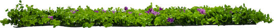 GloboStar Artificial Foliage Panel Caucasian Boxwood 60x40cm