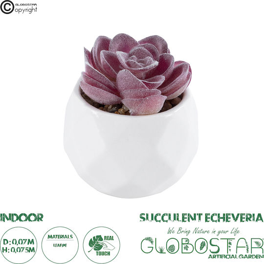 Παχύφυτο Εχεβέρια σε Γλαστράκι Μωβ 7.5cm GloboStar