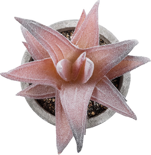 Globostar? Artificial Garden Succulent Aloe 21032 Διακοσμητικό Φυτό Παχύφυτο Αλόη Υ11cm