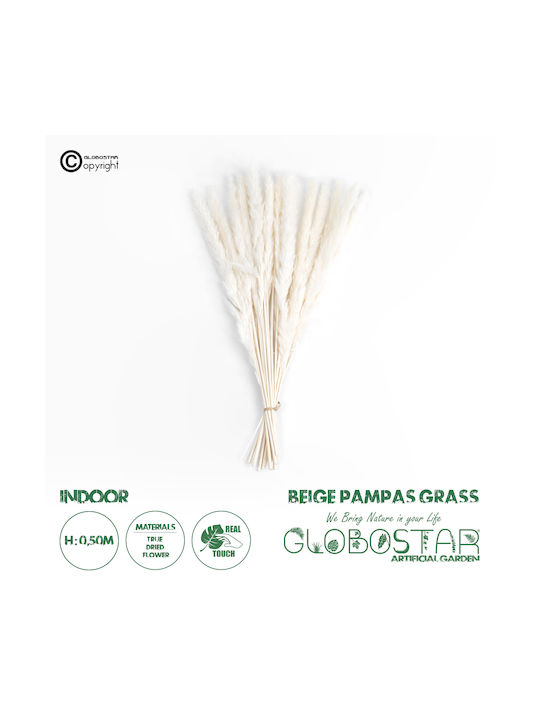 Dried Plant Pampas Grass Beige 50cm GloboStar