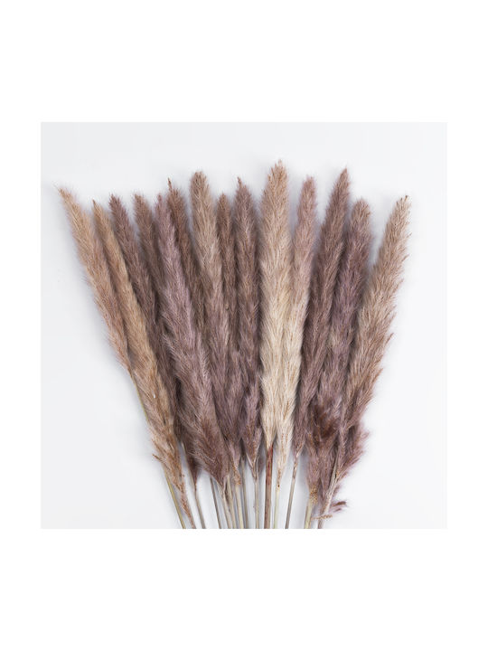 Dried Plant Pampas Grass Brown 50cm GloboStar