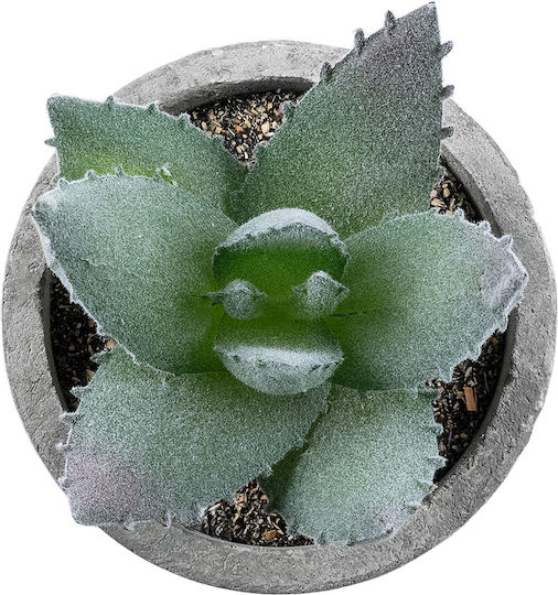 Globostar? Artificial Garden Succulent Aloe 21026 Διακοσμητικό Φυτό Παχύφυτο Αλόη Υ10.5cm