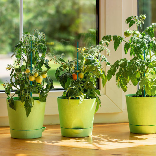 Set 50 Țepușe pentru Plante Relaxdays Verde din Bambus 30 cm