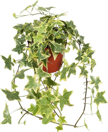 Efeu Hedera Helix Gelber Ripple Efeu Hedera Helix Gelber Ripple
