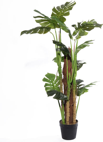 Monstera Copac În Aer Liber Supergreens Monstera Copac În Aer Liber Supergreens