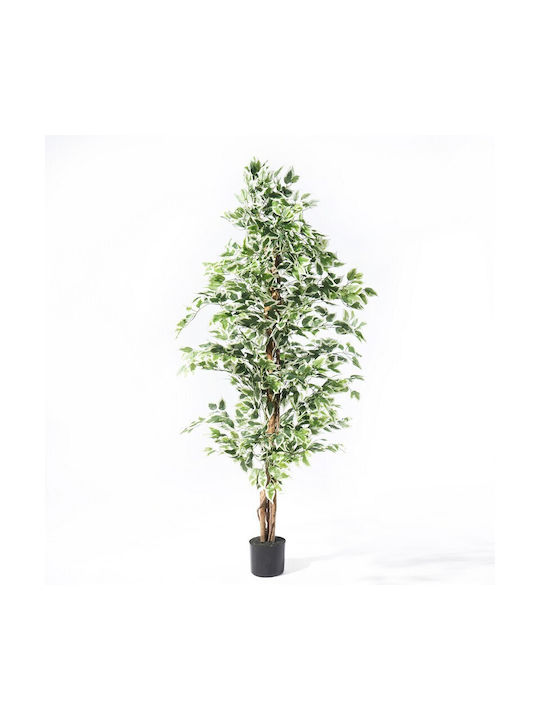 Φίκος Εξωτερικού Χώρου 180cm Supergreens