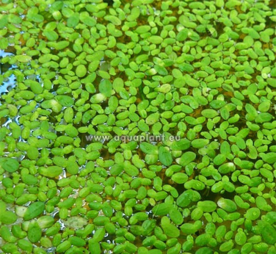 SonGrow Lebende Aquariumspflanze