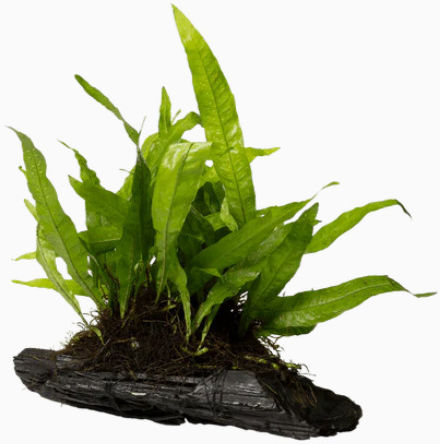 Stoffels Microsorum Live Aquarium Plant