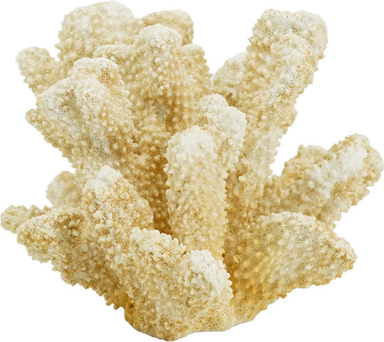 Artekko Decorative Coral made of Polyresin 22x17x14cm 1pcs