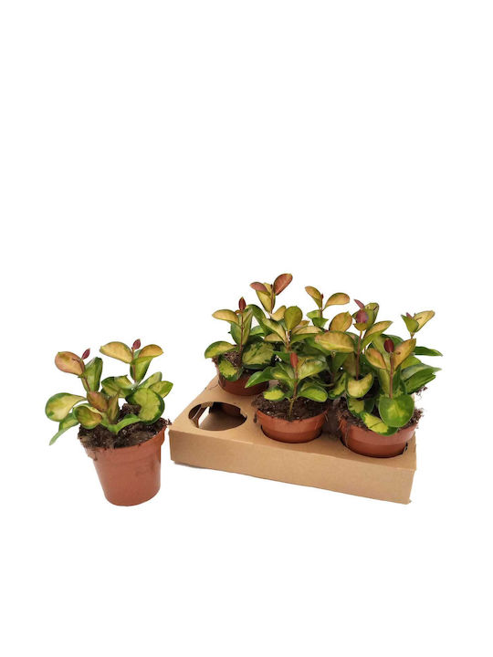 Hoya 'lisa' 12cm