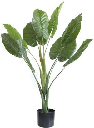 Alocasia в саксия с LED Gardin
