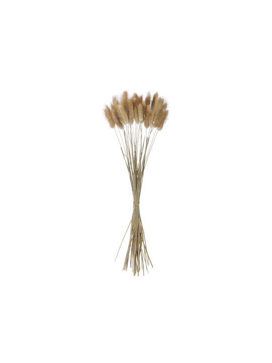 Dried Plant Beige 50cm GloboStar