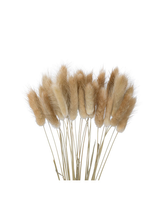 Dried Plant Beige 50cm GloboStar
