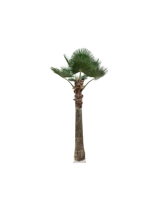 Arbore de palmier decorativ Globostar Artificial Garden Plant Palm Tree 21055 Φ240 X H400cm