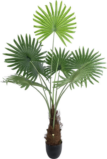Globostar Künstliche Garten Serenoa Palme Pflanze 20971 Dekorative Palme Pflanze Serenoa Φ60 X H140cm