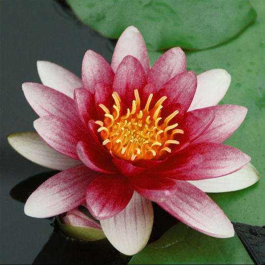 Lawana Nymphaea Natura Coco Atracție
