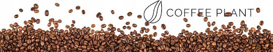 Coffee Plant Cafea Espresso Arabica Honduras Boabe 250gr