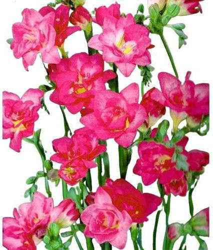 Primasem Bulb Freesia Double Pink
