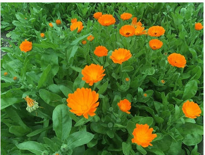 Geniki Fytotechniki Athinon Seeds Calendulaς