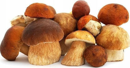 Orava Αποξηραντής Τροφίμων με 5 Ράφια και Ρυθμιζόμενη Θερμοκρασία 40-70°C