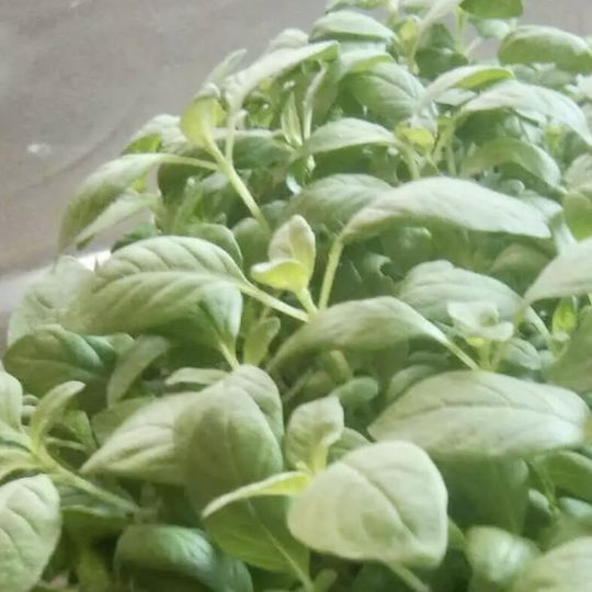 Semințe Germeni De Busuioc Organic 50 Grame Semințe Germeni De Busuioc Organic 50 Grame