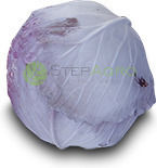 Seeds Red Cabbage Romus 2500 Pc Seeds Red Cabbage Romus 2500 Pc