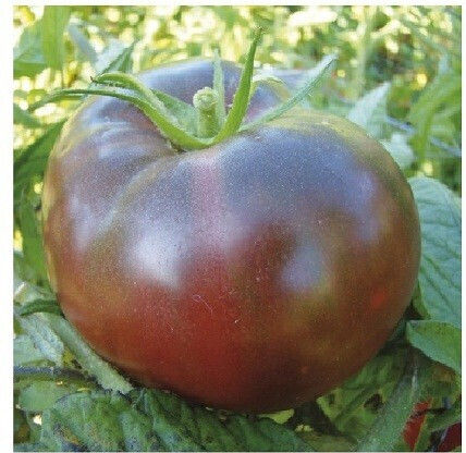 Semințe Tomate Neagră Noire De Crimee 1 Buc