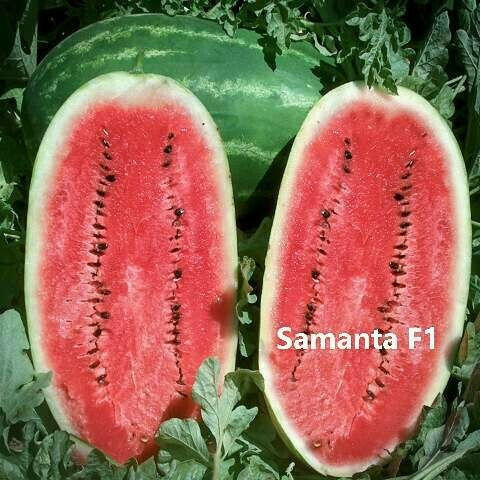 Samen Wassermelone Samanta F1 1000 Samen
