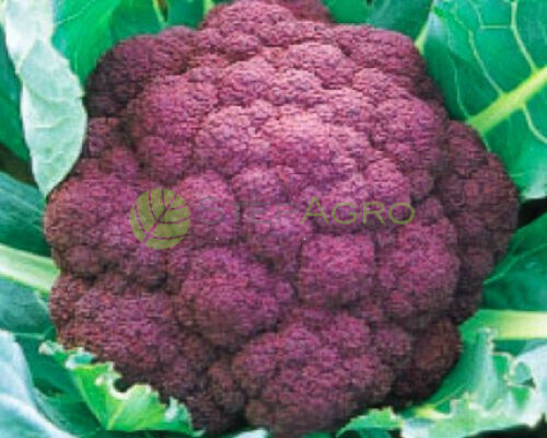 Purple Broccoli Seeds Varmona F1
