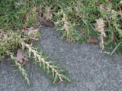 Семена Kikougiou-pennisetum Gladestinum