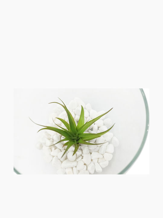Αερόφυτο Tilandsia Μultiflora Γυάλα Λευκές Πετρούλες