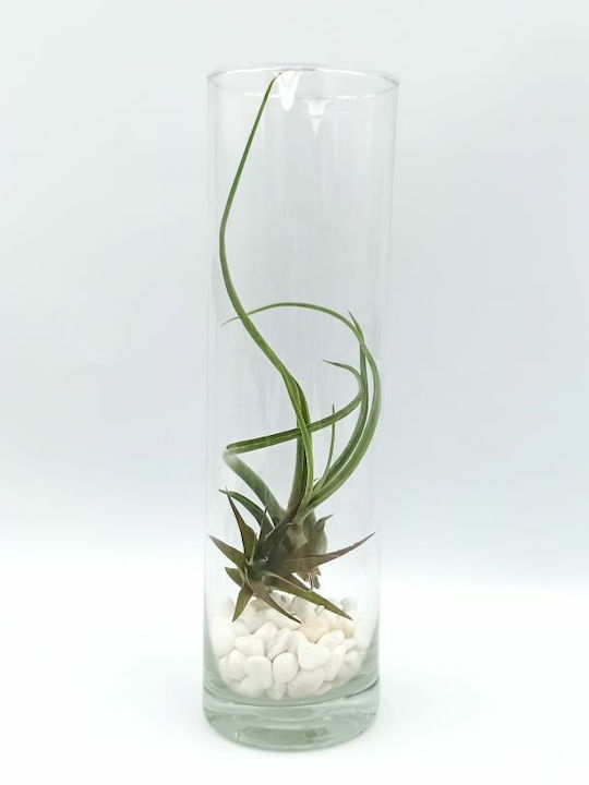 Αερόφυτο Tilandsia Multiflora & Bulbosa Γυάλα Λευκές Πετρούλες