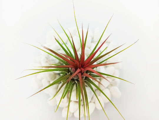 Airplant Tilandsia Ionantha Глобус с Бели Камъчета Airplant Tilandsia Ionantha Глобус с Бели Камъчета