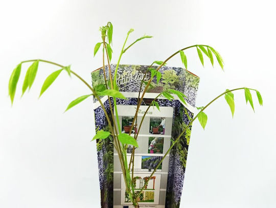 Βιστέρια Wisteris Sinensis Ένα Ομορφότερα Φυτά Στον Κόσμο