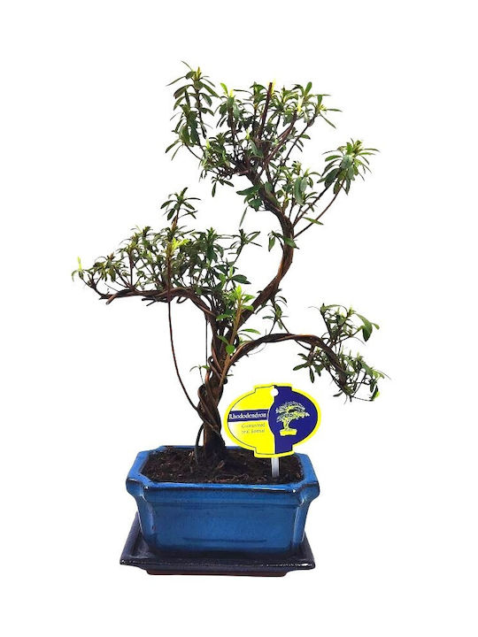 Bonsai Rhododendron Azalee Frumoase Flori Roz