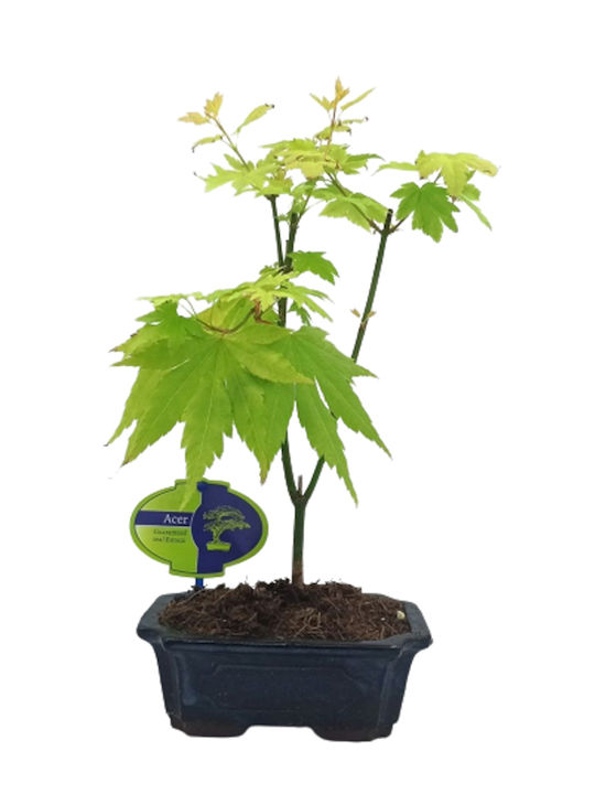 Ιαπωνικό Πλατάνι Acer Palmatum Orange Dream Πήλινη Γλάστρα