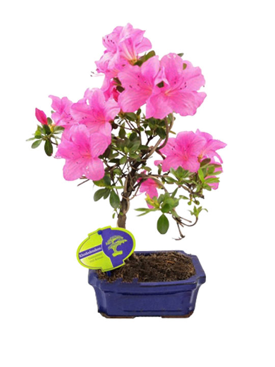 Bonsai Rhododendron Azalee Frumoase Flori Roz