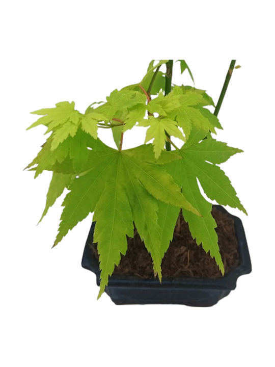 Japanisches Platane Acer Palmatum Orange Dream Ton Blumentopf