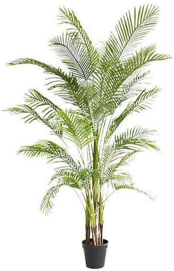 Outdoor Palm Tree Newplan