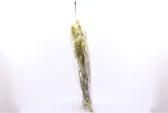 Ιlios Organic Product Mountain Tea 50gr