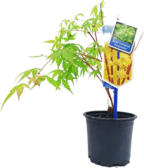 Japanisches Platane Acer Palmatum Sango Kaku