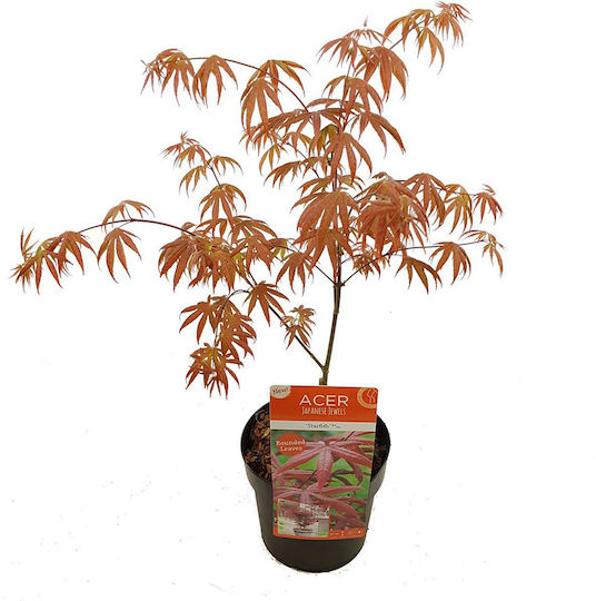 Acer Palmatum Starfish Αστερίας Acer Palmatum Starfish Αστερίας