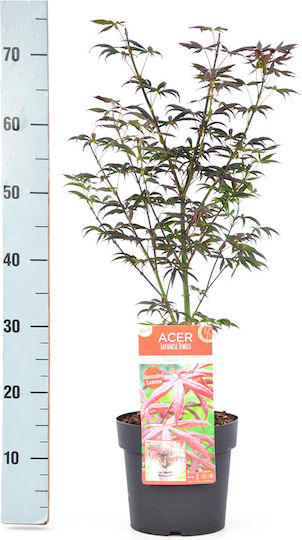 Acer Palmatum Starfish Αστερίας